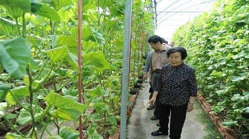 瓜瓜基地 独家爆料吃瓜视频,吃瓜视频背后的惊人真相