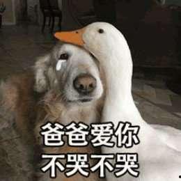 吃瓜的表情包 抖音网红大鹅,萌态十足引网友热议