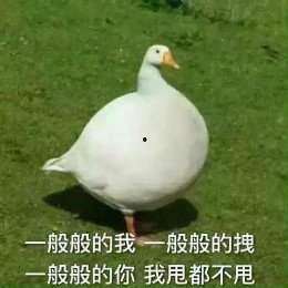 吃瓜的表情包 抖音网红大鹅,萌态十足引网友热议